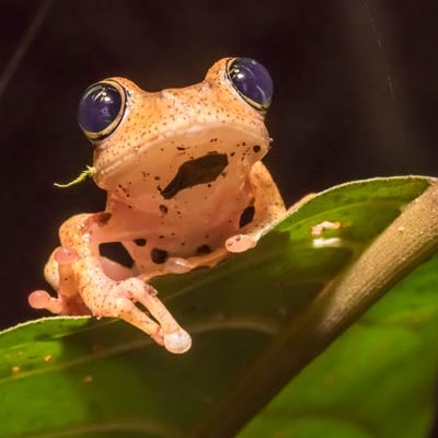 Boophis Tree Frog