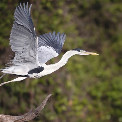 Cocoi Heron