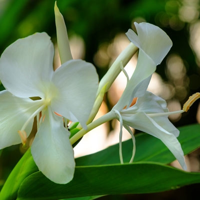 Cuba's National Flower, Hedychium coronarium