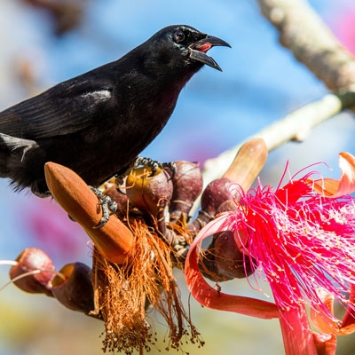 Cuban Blackbird