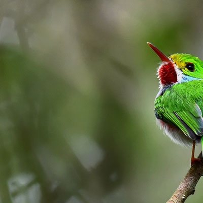 Cuban Tody
