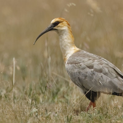 Black-faced Ibis