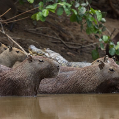 Family of capybara in the Amazon