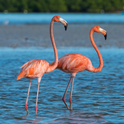 Yucatan Flamingos