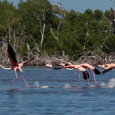 Flamingos taking flight