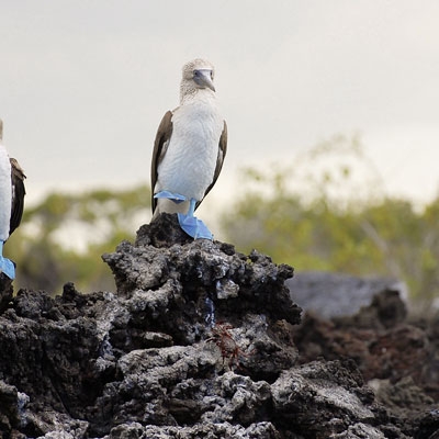 Blue-footed Boobies