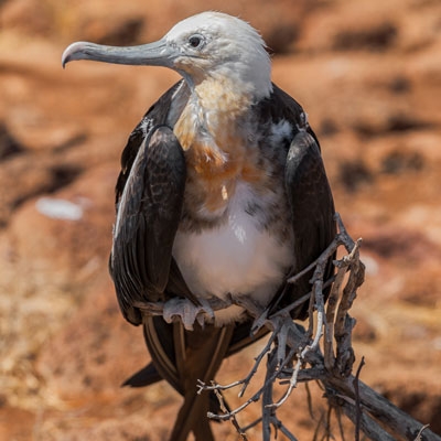 Great Frigatebird