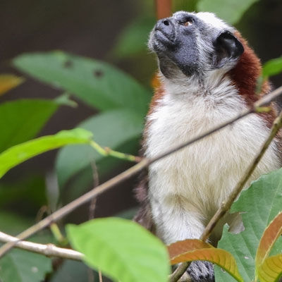Geoffroy's Tamarin
