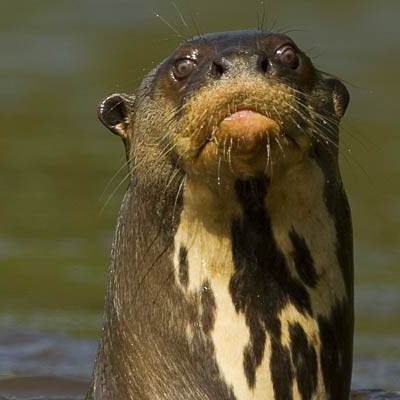 Giant Otter