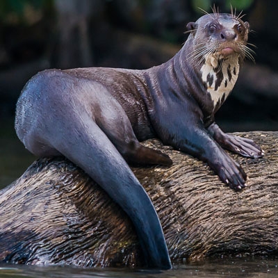 Giant otter