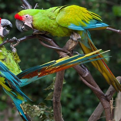 Great Green Macaws
