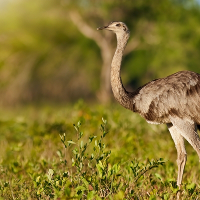 Greater Rhea