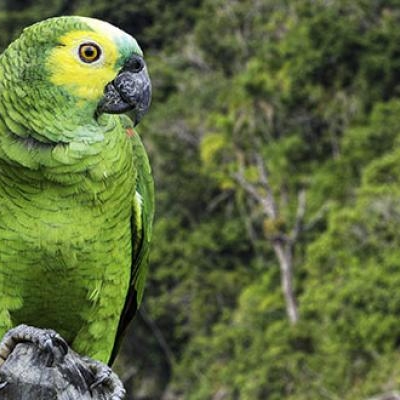 Blue-fronted Amazon