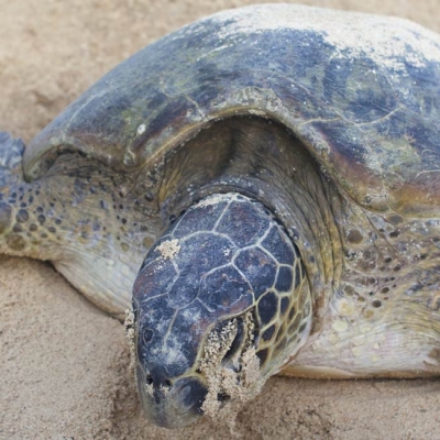 Green sea turtle laying eggs