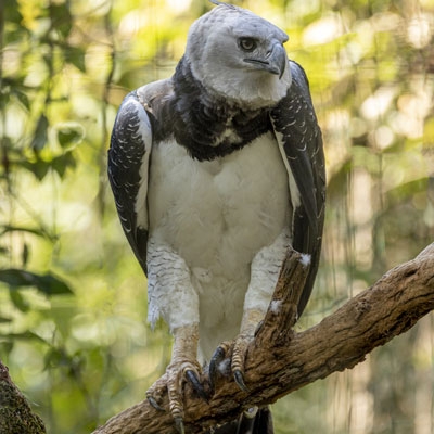 Harpy Eagle