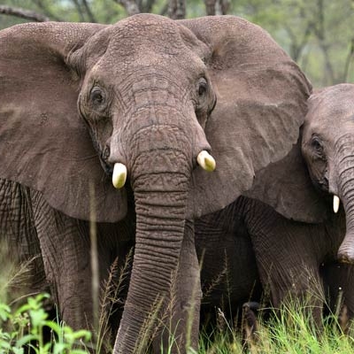 Elephants in the Serengeti