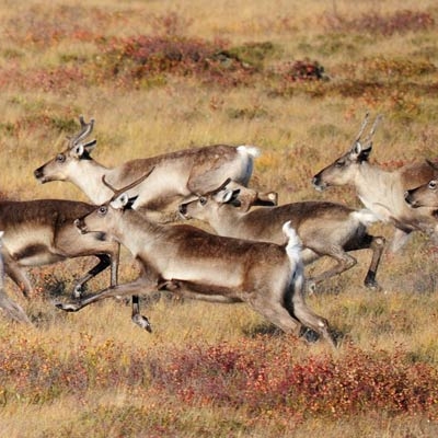 Herd of caribou