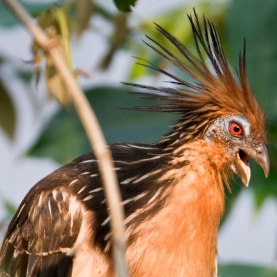 Hoatzin