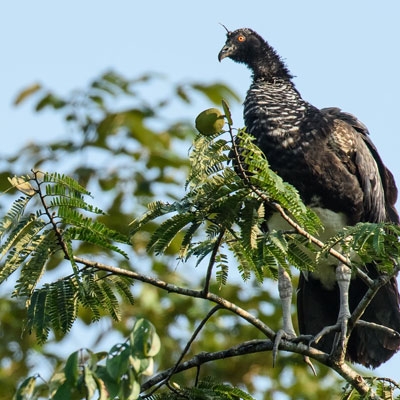 Horned Screamer