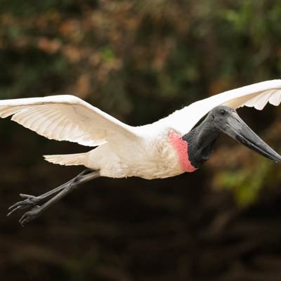 Jabiru