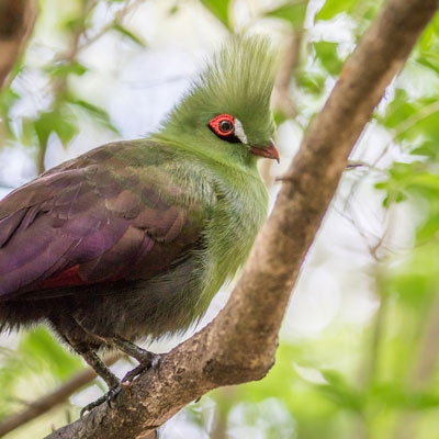 Knysna Turaco