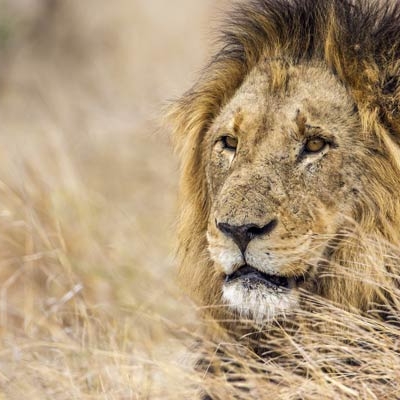 Lion in Kruger National Park