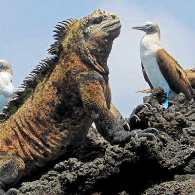 Marine iguana and Blue-footed Boobies