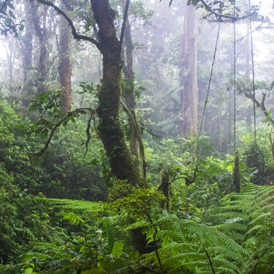 Monteverde cloud forest