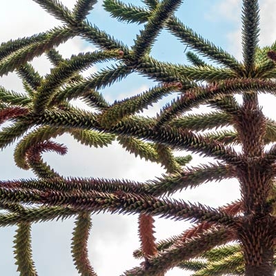 Monkey Puzzle Tree (Araucaria araucana)