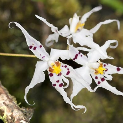Odontoglossum sp.