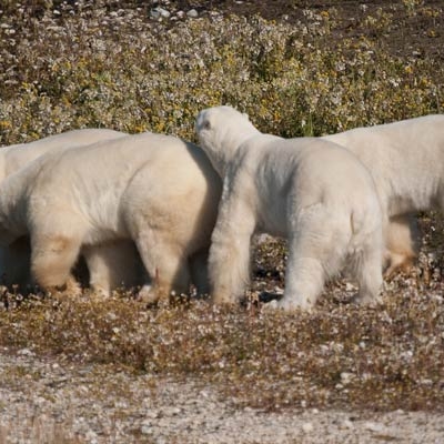 Polar bears in the tundra near Hudson Bay