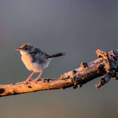 Rattling Cisticola