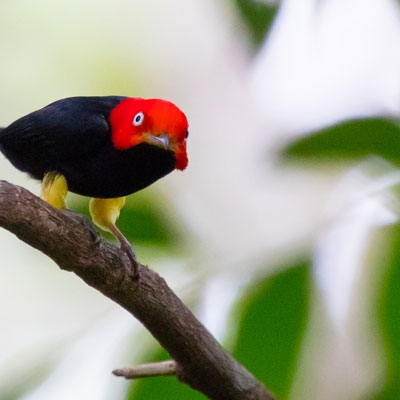 Red-capped Manakin