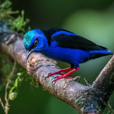 Red-legged Honeycreeper
