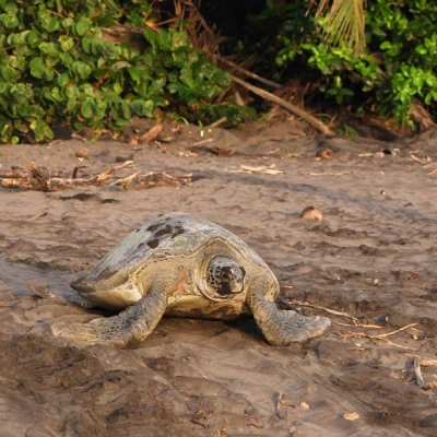 Green sea turtle on the beach