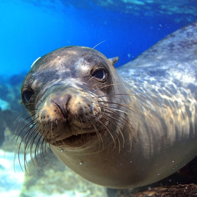 Sea lion underwater in Galápagos