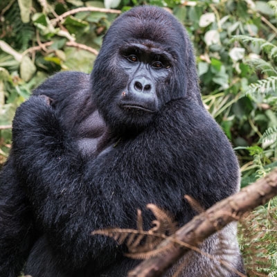 Silverback gorilla