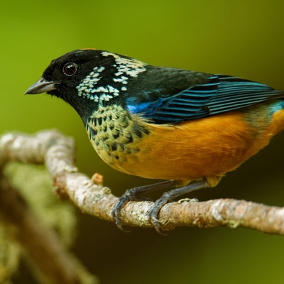 Spangle-cheeked Tanager