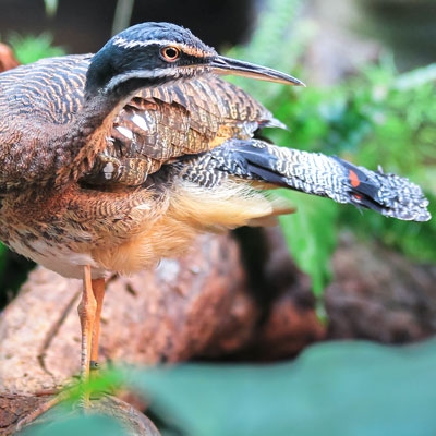Sunbittern