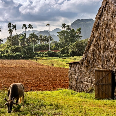 Tobacco farm in Viñales