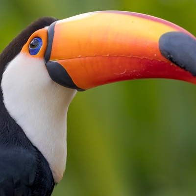 Toco Toucan