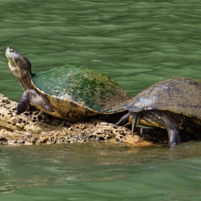 Tropical slider turtles in the Chagres River