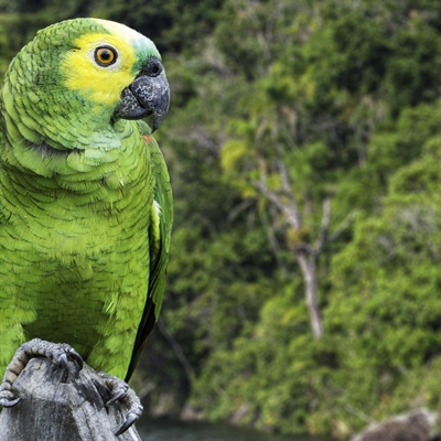 Turquoise-fronted Parrot
