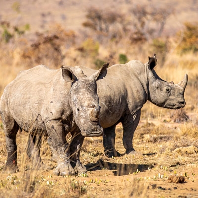 White rhinos