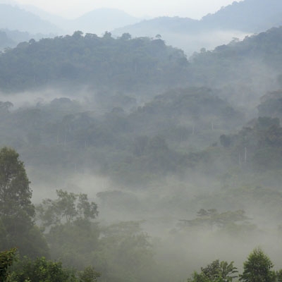 Bwindi Impenetrable Forest