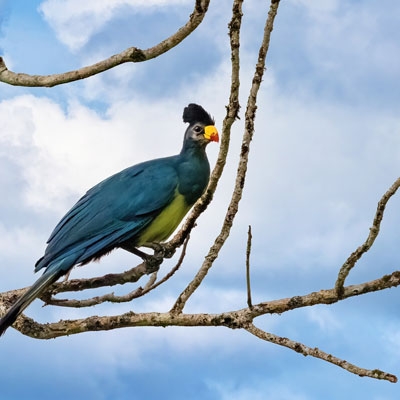 Great Blue Turaco in Kibale National Park