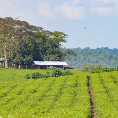 Tea plantation in Kibale