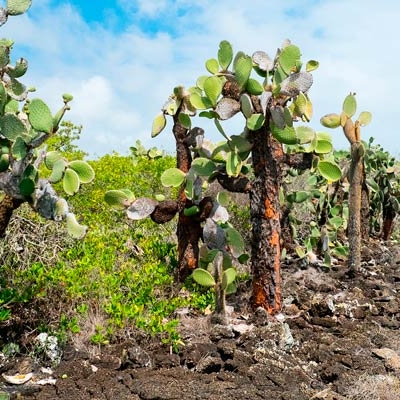 Opuntia cactus on Santa Cruz Island