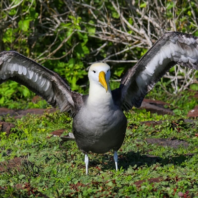 Waved Albatross