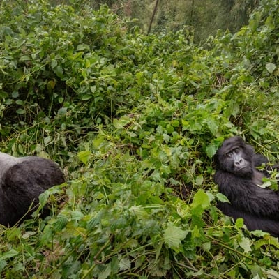 Wild Mountain Gorillas